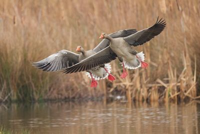Greylag Goose