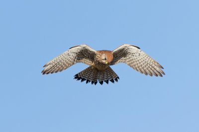 Kestrel