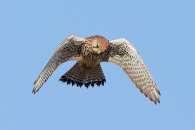 Kestrel
