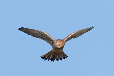 Kestrel