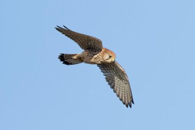 Kestrel