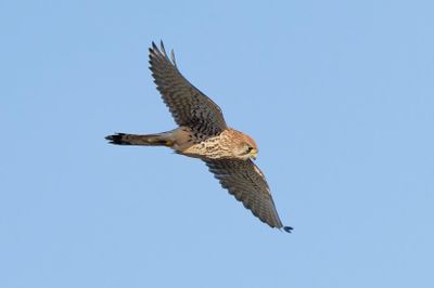 Kestrel
