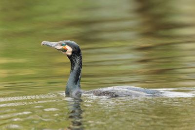 Cormorant