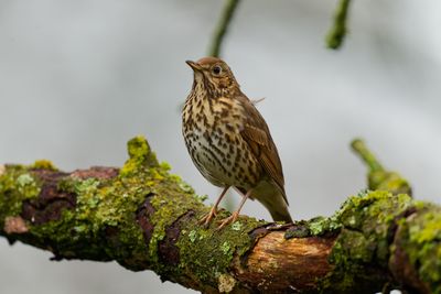 Song Thrush