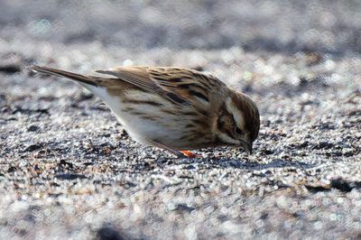 Reed Bunting