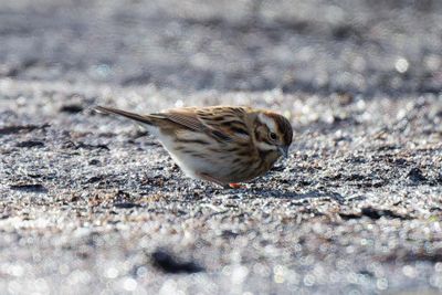 Reed Bunting