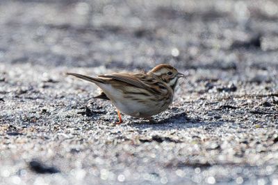 Reed Bunting