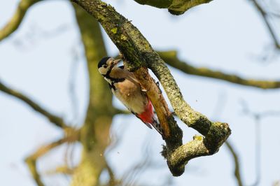Great spotted woodpecker