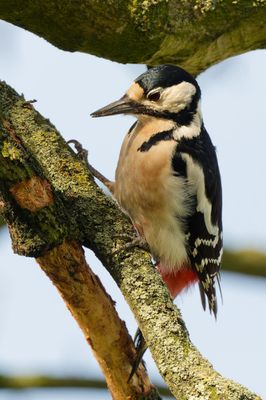 Great spotted woodpecker
