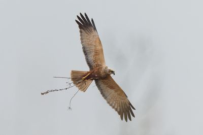 Marsh Harrier