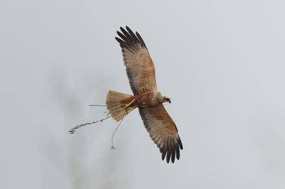 Marsh Harrier