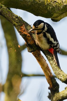 Great spotted woodpecker