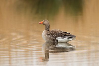 Greylag Goose