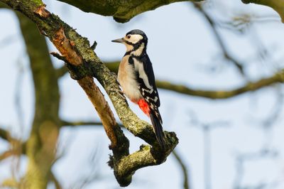Great spotted woodpecker