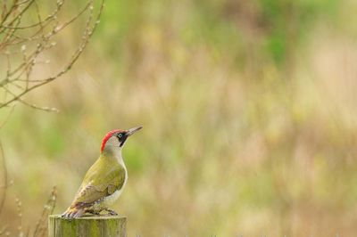 Green Woodpecker