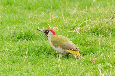 Green Woodpecker