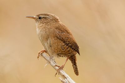 Wren