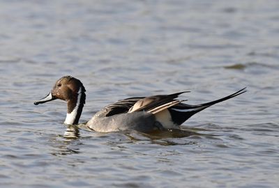 Pintail