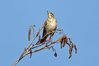 Song Thrush