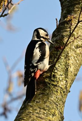 Great spotted woodpecker