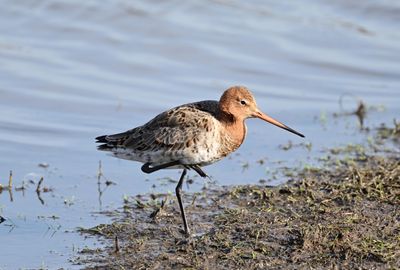Black-tailed Godwit