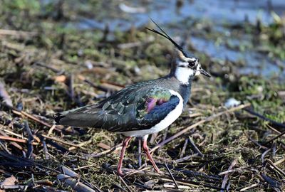 Lapwing