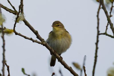 Willow Warbler