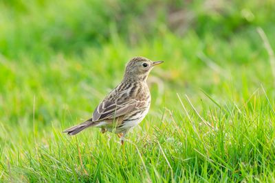 Meadow pipit
