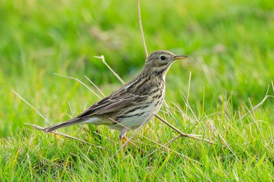 Meadow pipit
