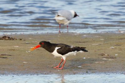 Oystercatcher