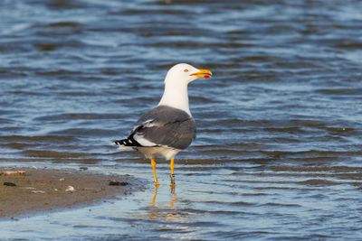 Lesser black-backed gull
