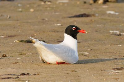 Mediterranean gull