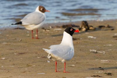 Mediterranean gull