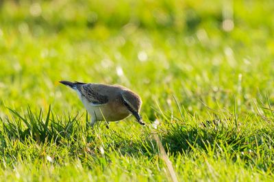 Wheatear