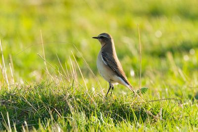 Wheatear