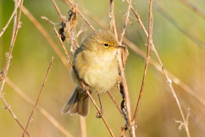 Chiffchaff