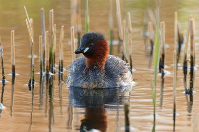 Little Grebe