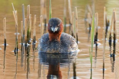 Little Grebe