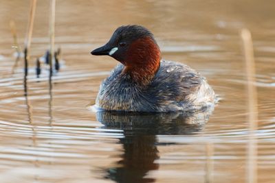 Little Grebe