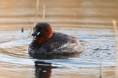 Little Grebe