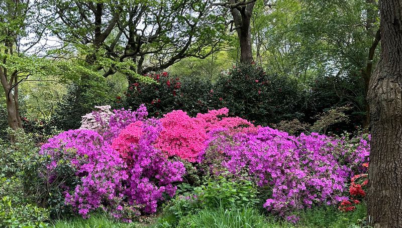 isabella_plantation_8