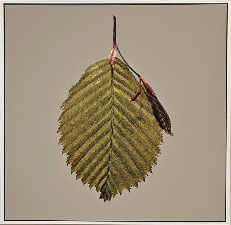 Beech Leaf - Andrew Carver