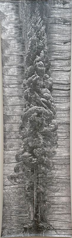 Anatomy of a Tree - Helen Sear
