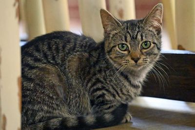 Kittens Pics 2024