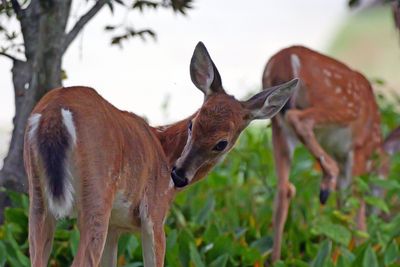 Deer in Back Yard
