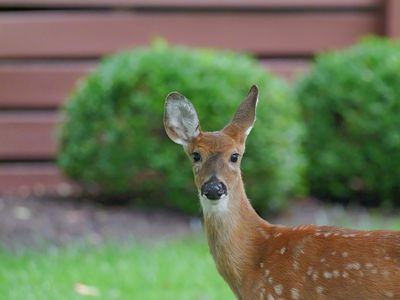 deer_02.jpeg
