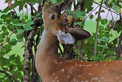 deer_04.jpg