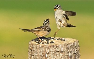 Animals & Birds