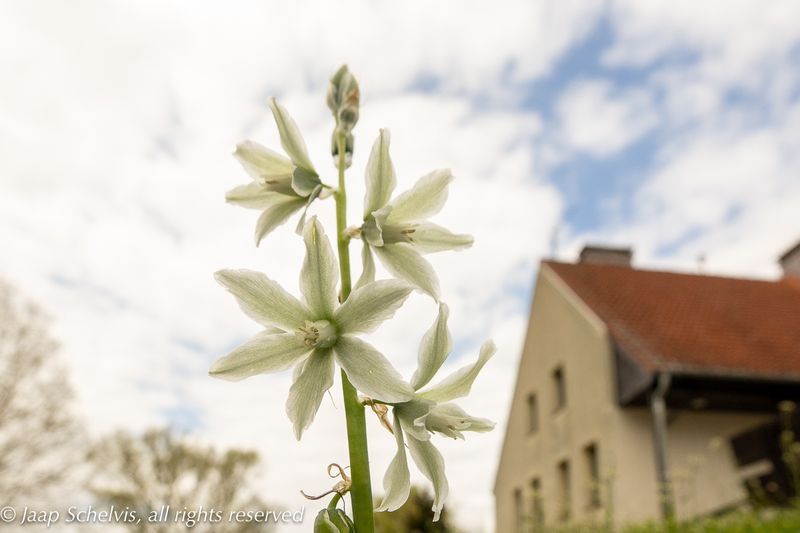 Knikkende Vogelmelk