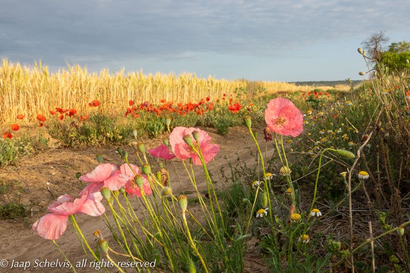 Klaprozen, Poppies